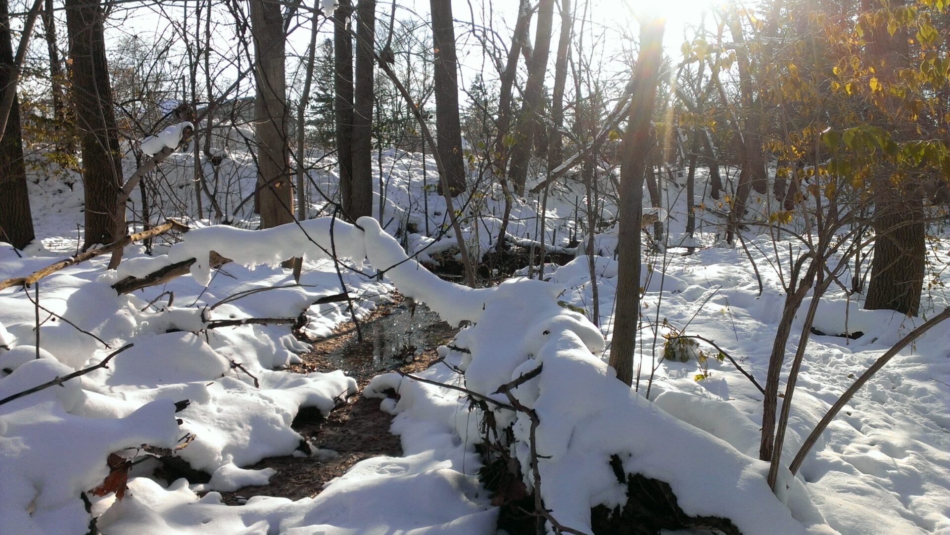 snowy forest